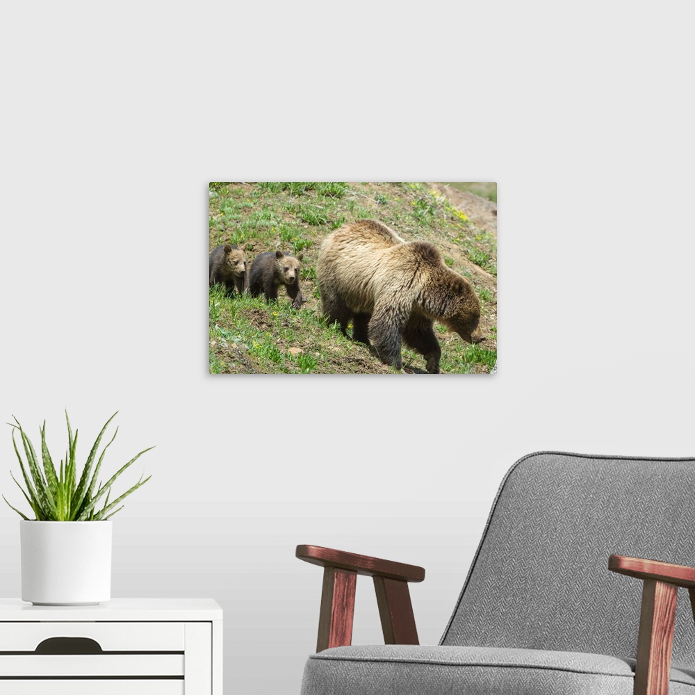 A modern room featuring Twin Grizzly bear cubs (Ursus arctos horribilis) follow their mother in Yellowstone National Park...