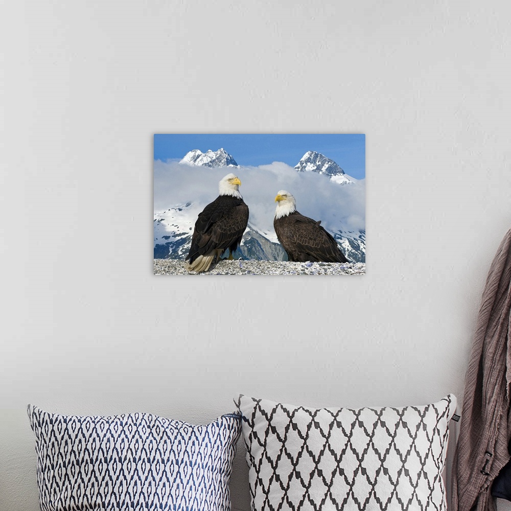 A bohemian room featuring A nature photograph of two birds of prey captured very close up and in front of two enormous snow...
