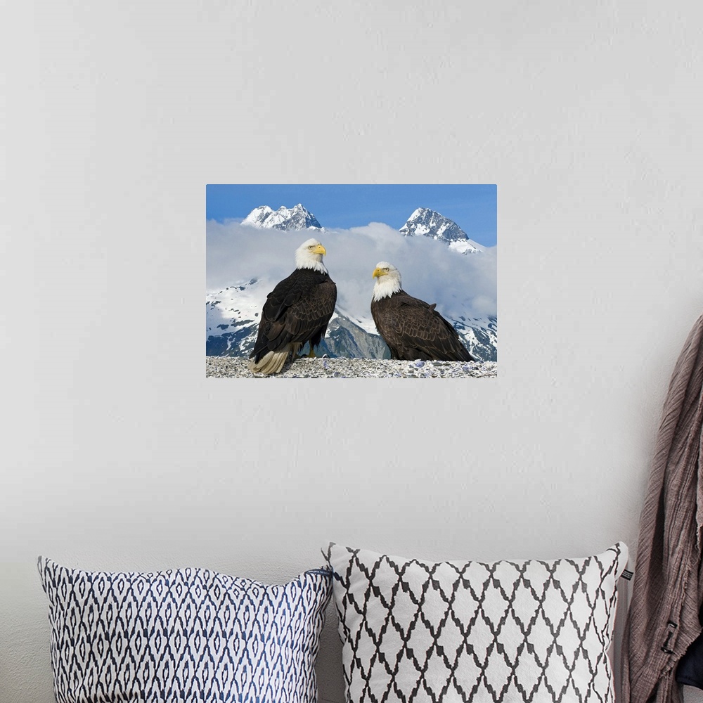 A bohemian room featuring A nature photograph of two birds of prey captured very close up and in front of two enormous snow...