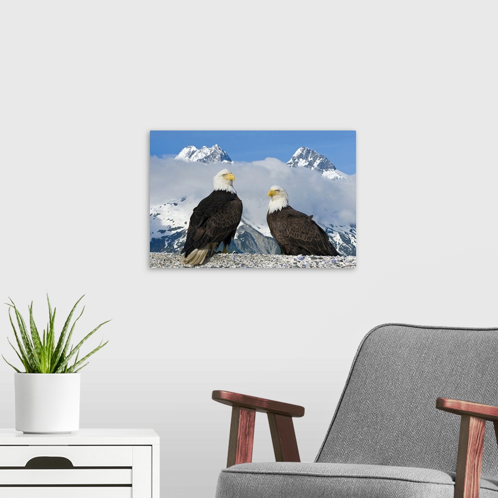 A modern room featuring A nature photograph of two birds of prey captured very close up and in front of two enormous snow...