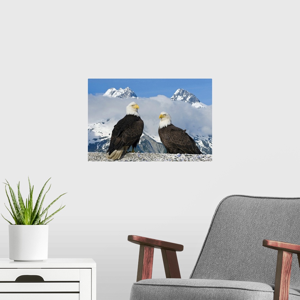 A modern room featuring A nature photograph of two birds of prey captured very close up and in front of two enormous snow...