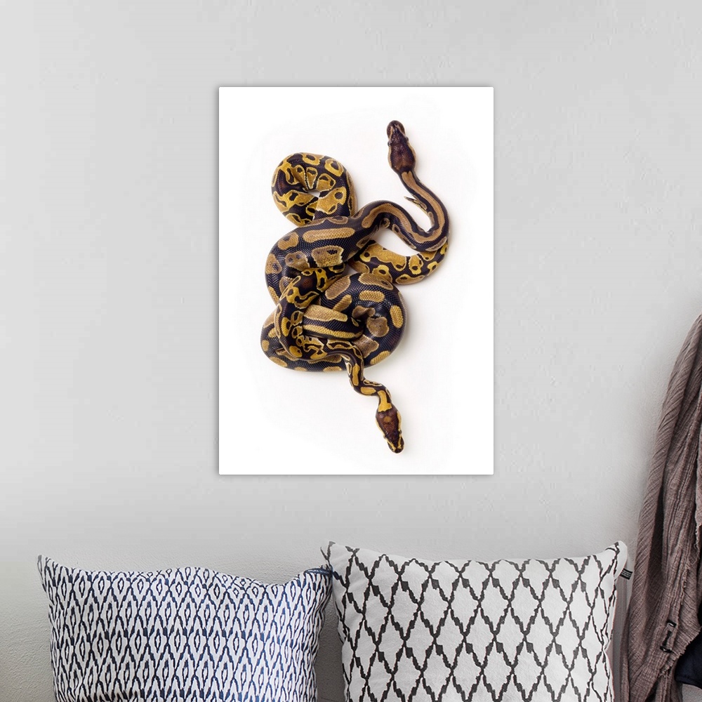 A bohemian room featuring Two Ball Python Snakes Intertwined