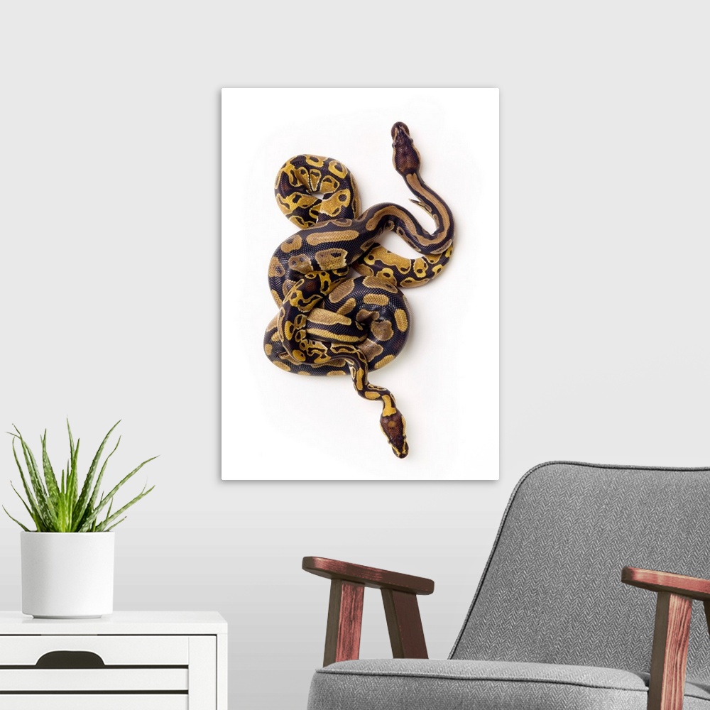 A modern room featuring Two Ball Python Snakes Intertwined