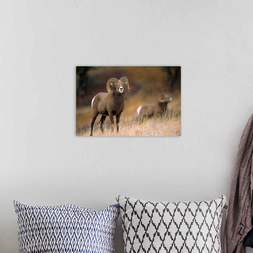 A bohemian room featuring Two bighorn rams (ovis canadensis). Augusta, Montana, united states of America.