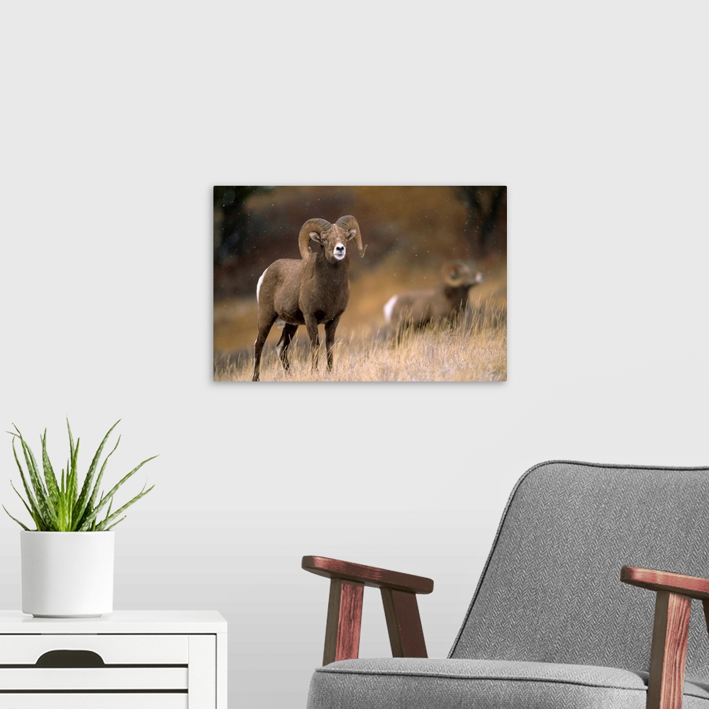 A modern room featuring Two bighorn rams (ovis canadensis). Augusta, Montana, united states of America.