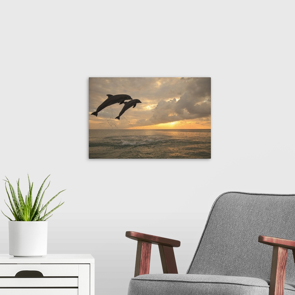 A modern room featuring Two Bottlenose Dolphins (Tursiops Truncatus) Jumping At Sunset, Roatan, Honduras