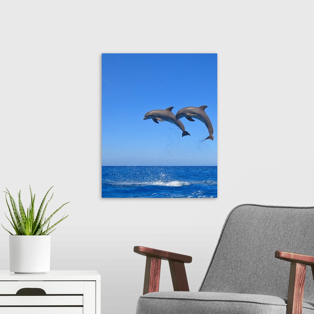 A modern room featuring Two Bottlenose Dolphins (Tursiops Truncatus) Jumping In The Sea, Roatan, Honduras