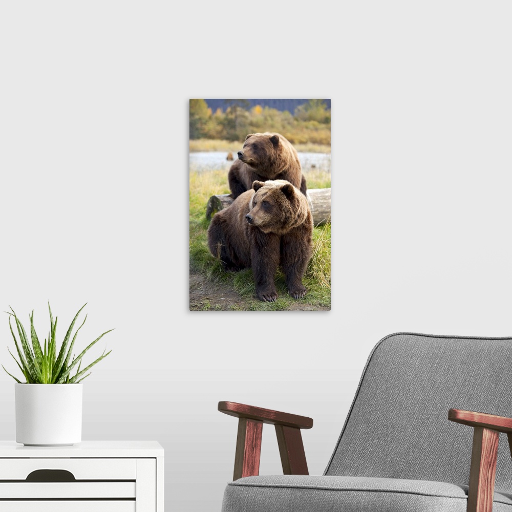 A modern room featuring Two Brown bears sitting near log at the Alaska Wildlife Conservation Center, Southcentral Alaska