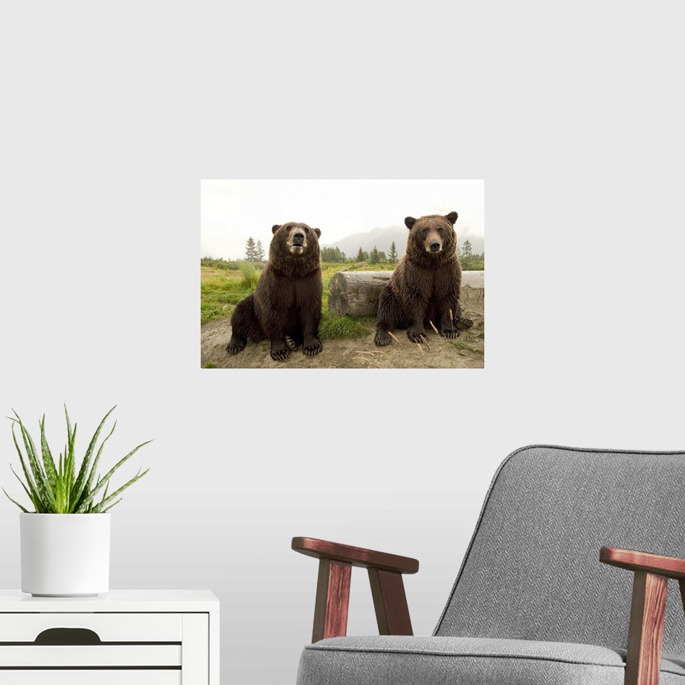 A modern room featuring Two Brown bears sitting near log at the Alaska Wildlife Conservation Center, Southcentral Alaska