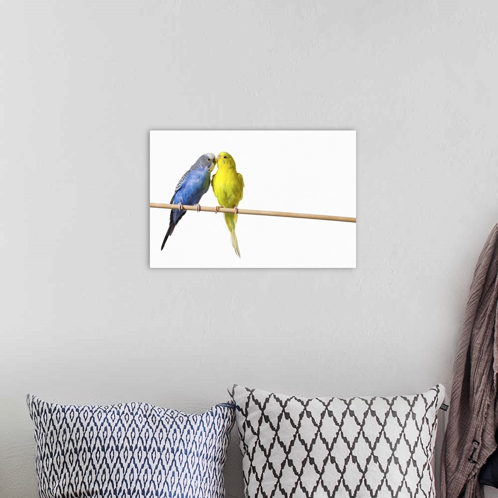 A bohemian room featuring Two Budgies On A Perch