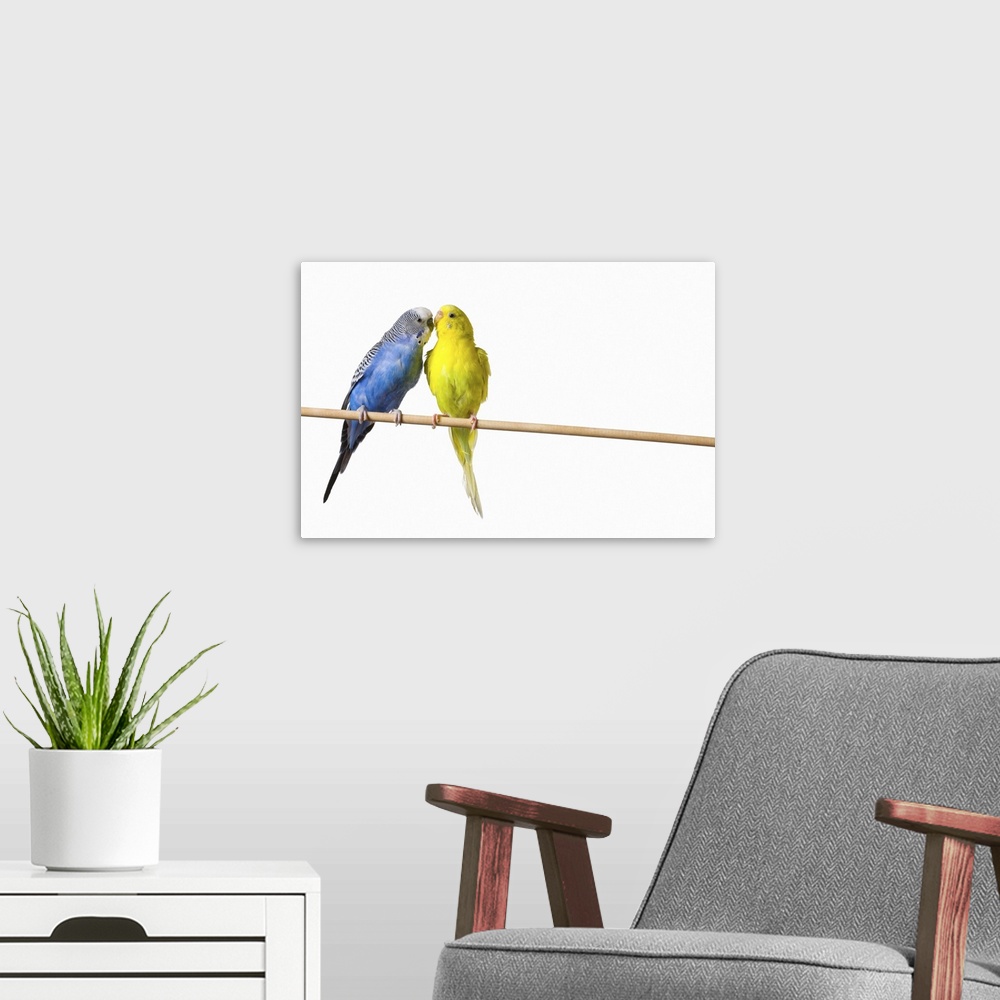 A modern room featuring Two Budgies On A Perch