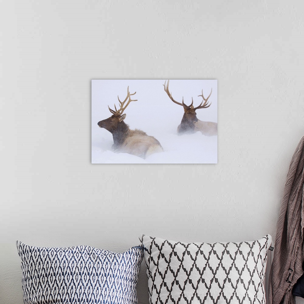 A bohemian room featuring Two Bull Elk Lying In Deep Snow, Southcentral Alaska