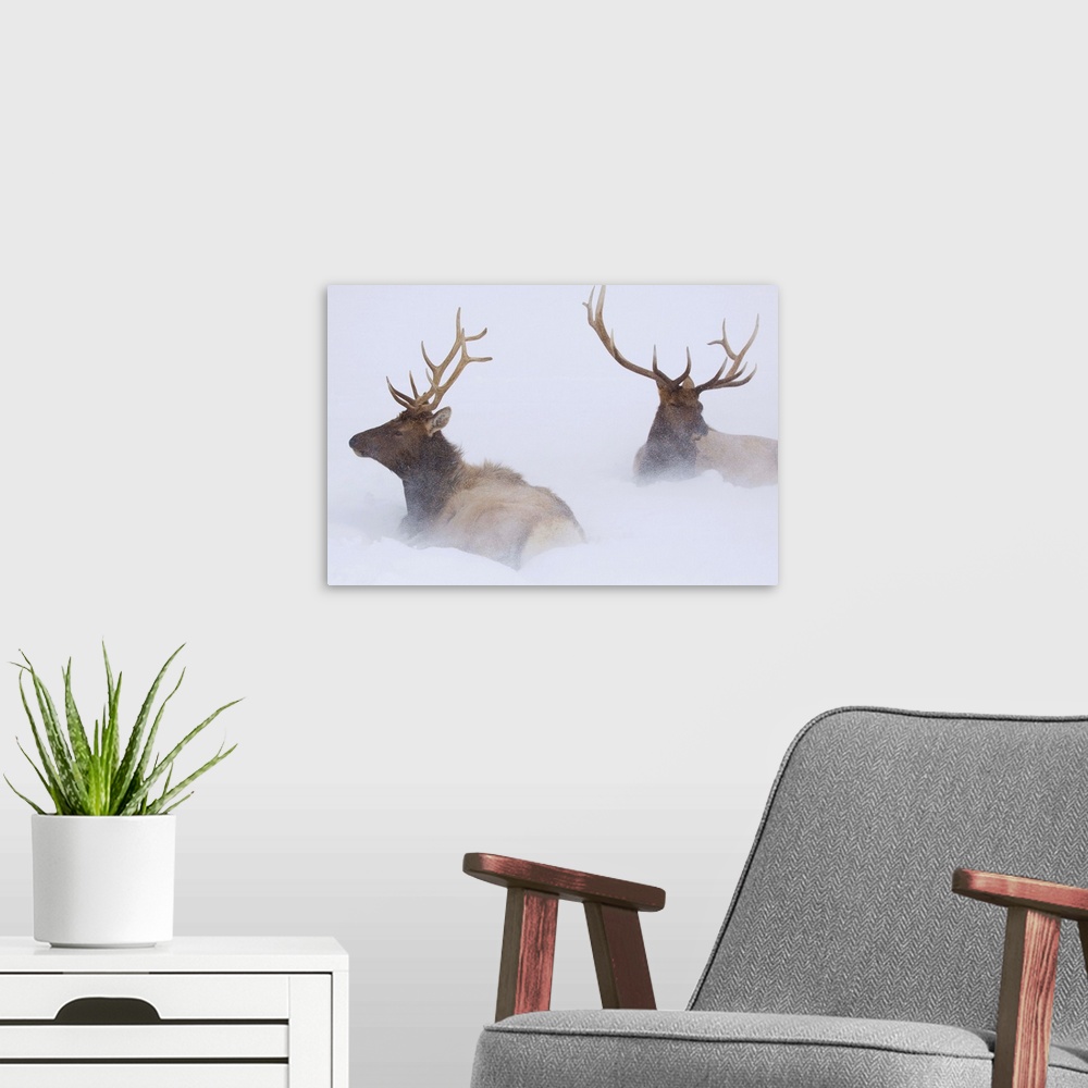 A modern room featuring Two Bull Elk Lying In Deep Snow, Southcentral Alaska