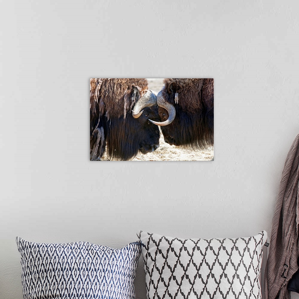 A bohemian room featuring Two Bull Musk-Oxen Standing Face To Face, Southcentral Alaska