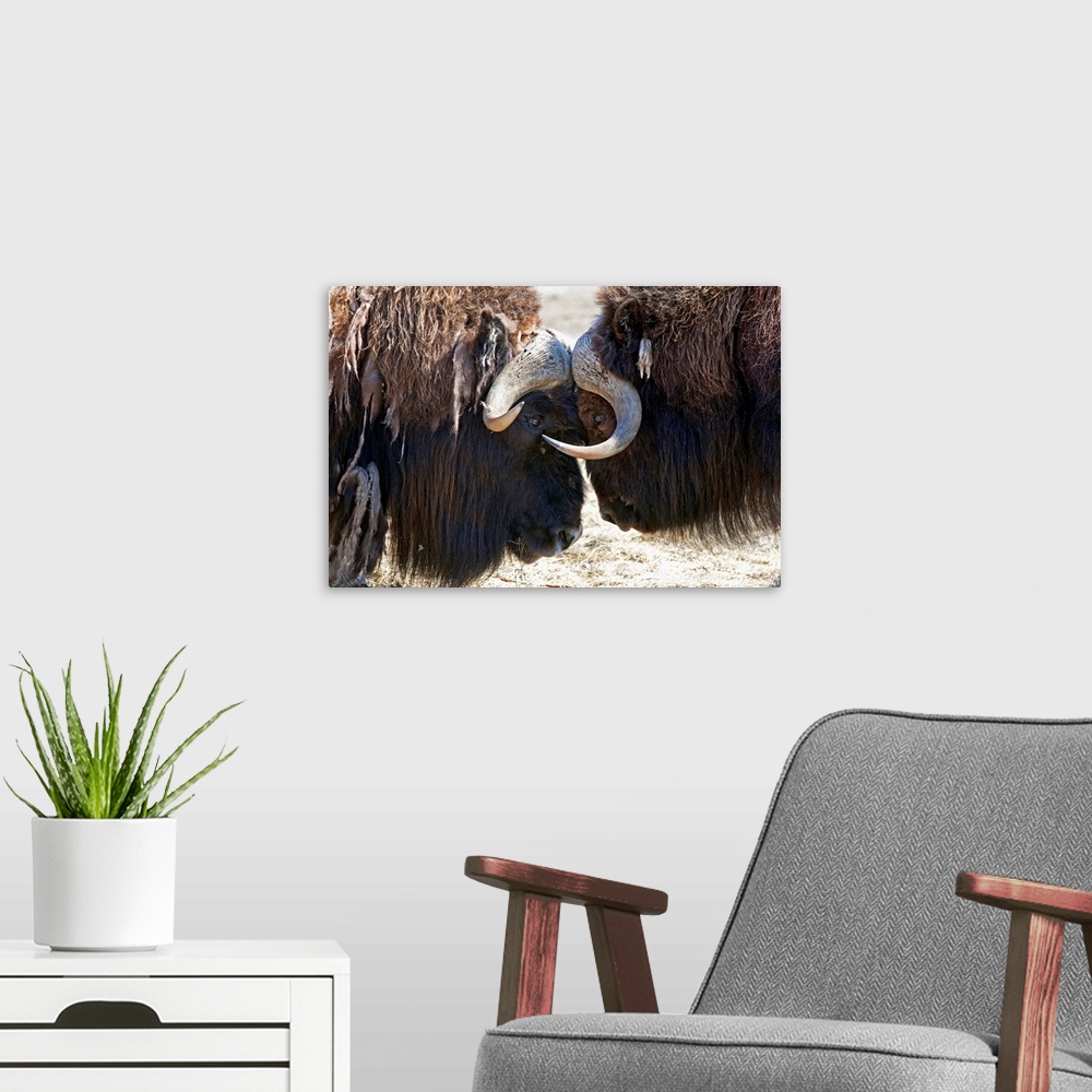 A modern room featuring Two Bull Musk-Oxen Standing Face To Face, Southcentral Alaska