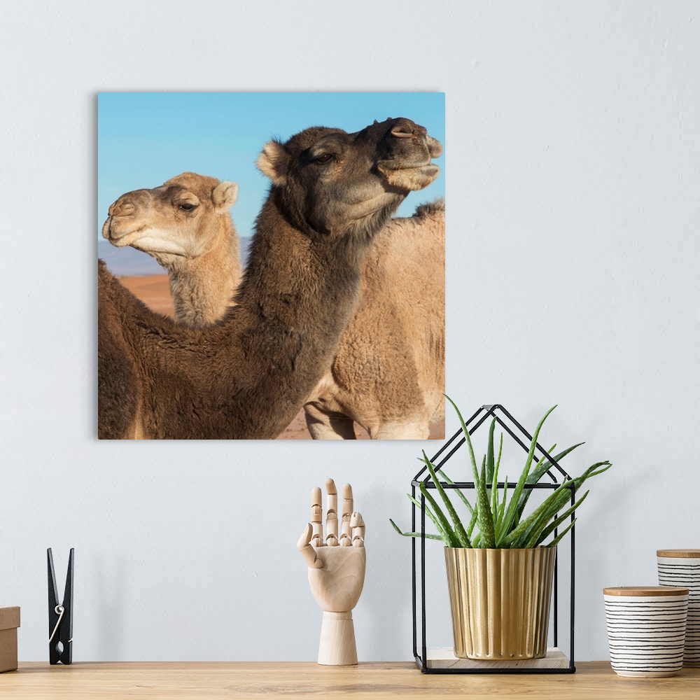 A bohemian room featuring Two camels and a blue sky