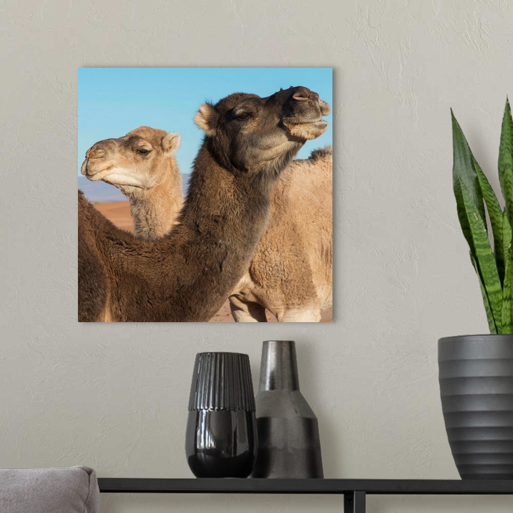 A modern room featuring Two camels and a blue sky
