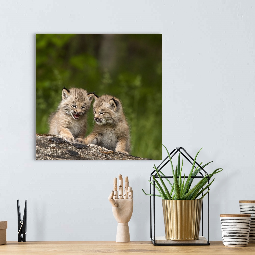 A bohemian room featuring Two Canada Lynx Kittens Playing On A Log; Canmore, Alberta, Canada
