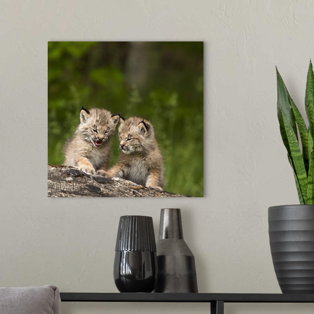 A modern room featuring Two Canada Lynx Kittens Playing On A Log; Canmore, Alberta, Canada