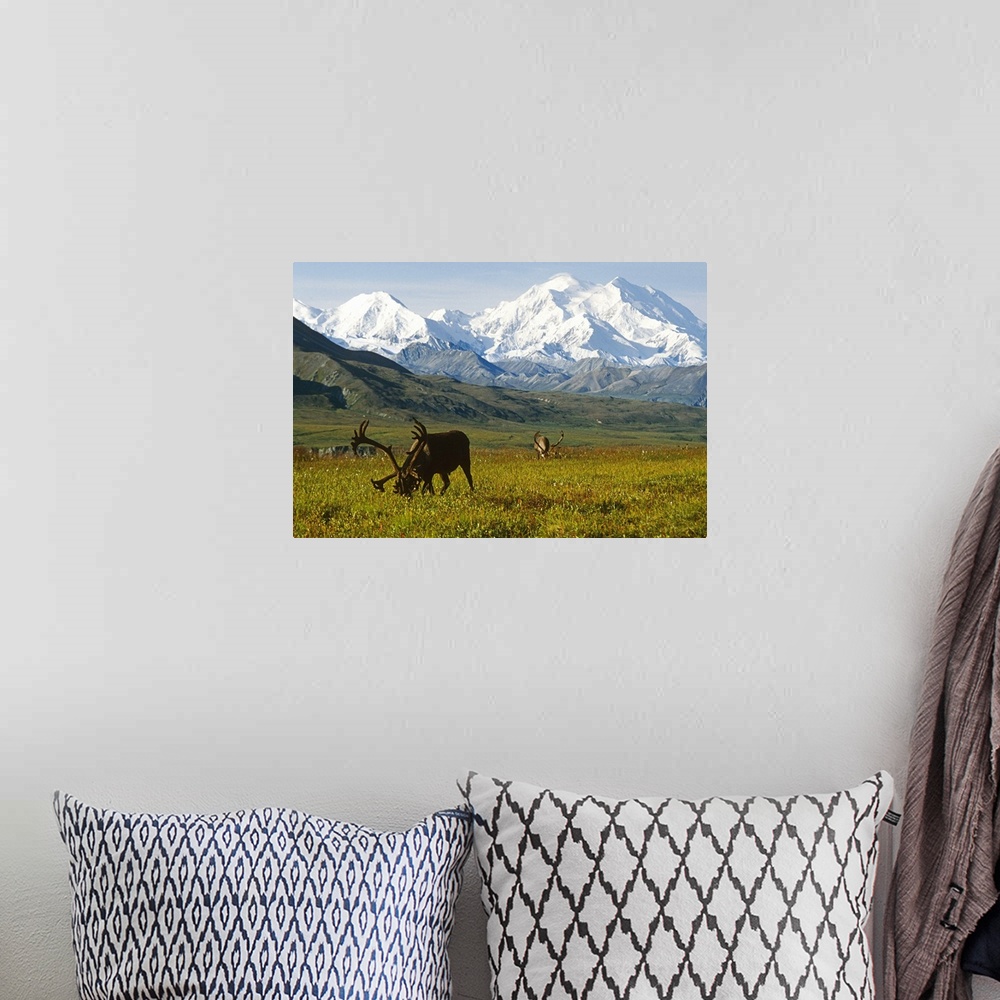 A bohemian room featuring Two caribou feeding on tundra with Mt. McKinley  and Alaska range in the background, Denali Natio...