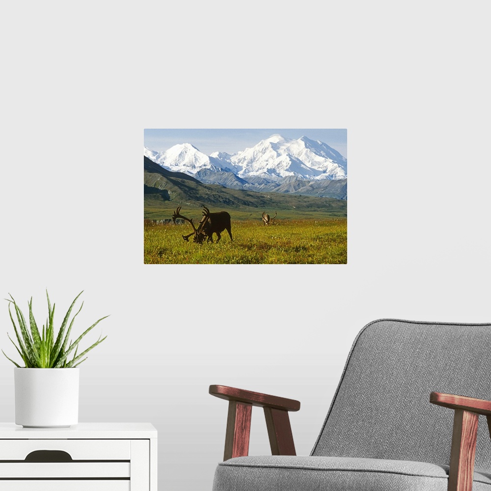 A modern room featuring Two caribou feeding on tundra with Mt. McKinley  and Alaska range in the background, Denali Natio...