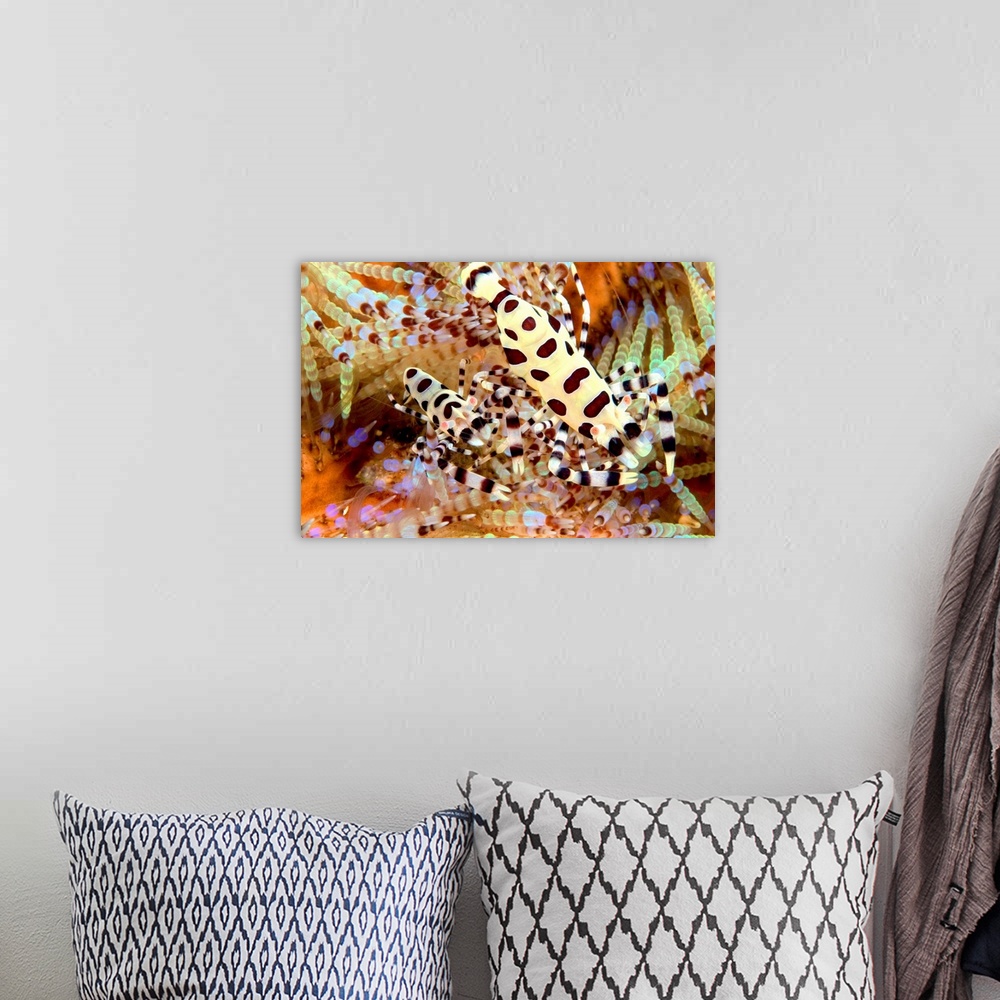A bohemian room featuring Two Coleman Shrimp On Fire Urchin