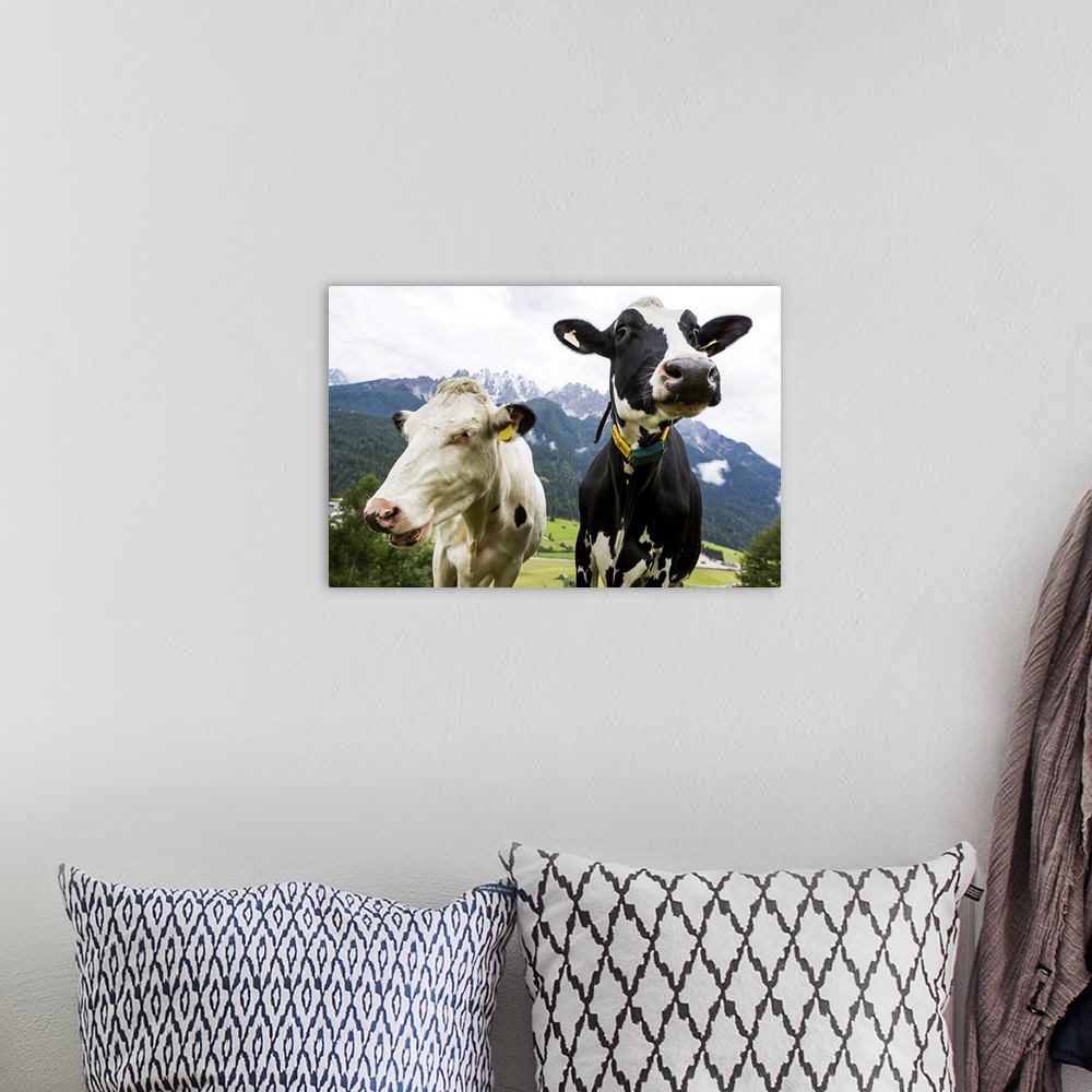 A bohemian room featuring Close-up of two diary cows in an alpine meadow with snow-capped mountains in the background; San ...