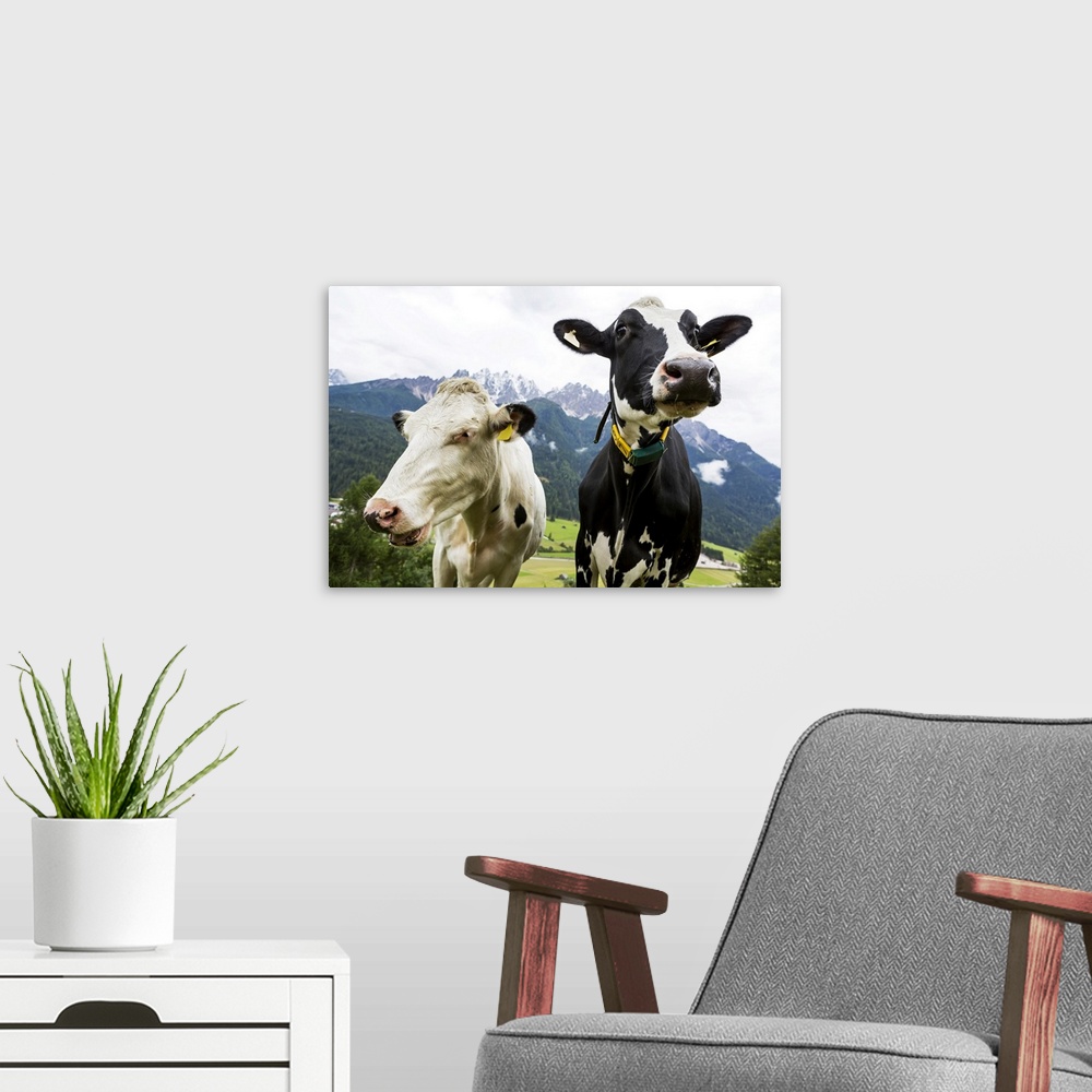 A modern room featuring Close-up of two diary cows in an alpine meadow with snow-capped mountains in the background; San ...