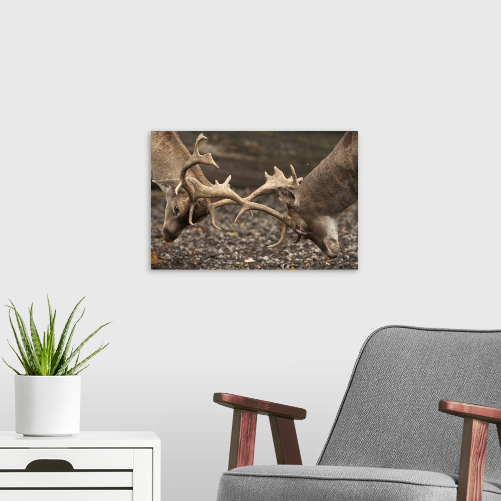 A modern room featuring Two Deer (Cervidae) Fighting With Antlers; Northumberland, England
