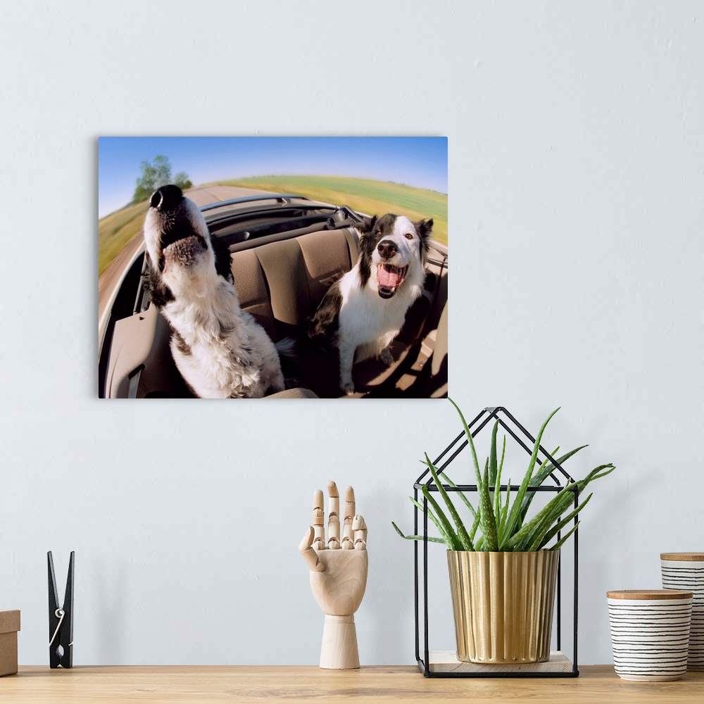 A bohemian room featuring Two Dogs In Backseat Of Convertible