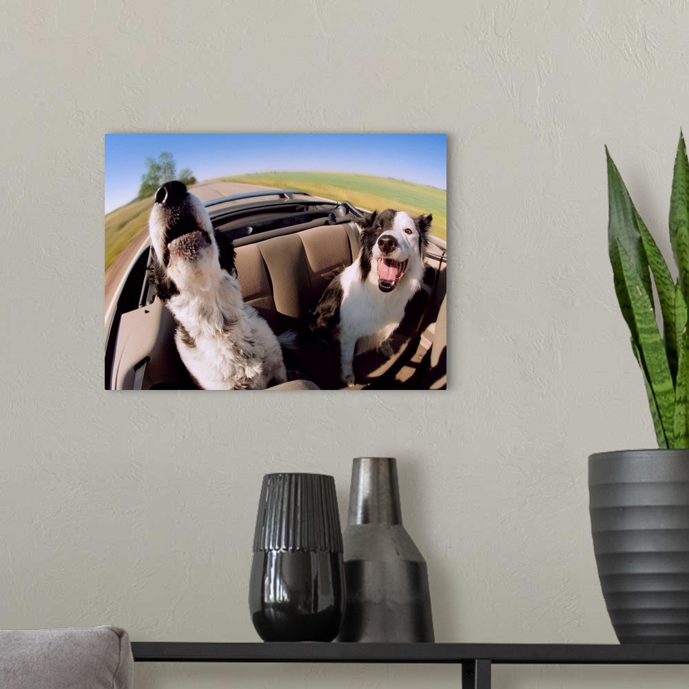 A modern room featuring Two Dogs In Backseat Of Convertible