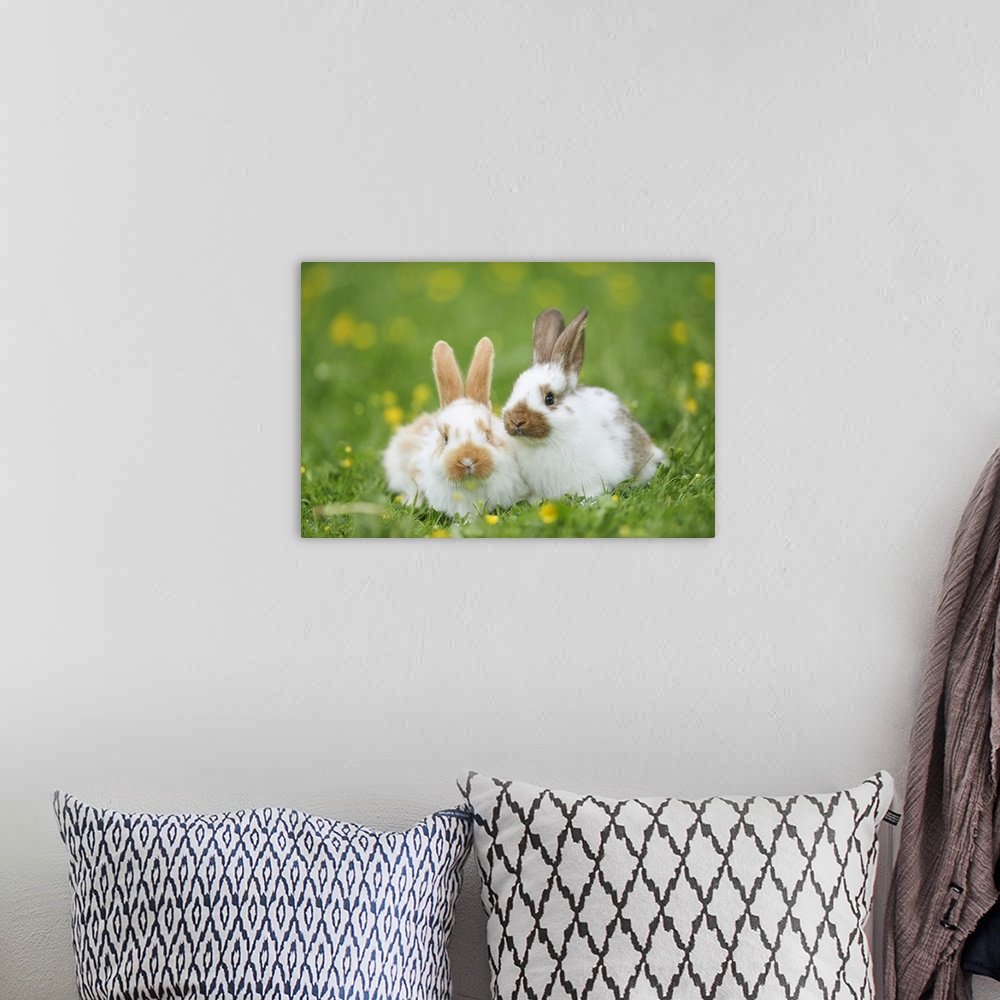 A bohemian room featuring Two Domestic Rabbits on Meadow in Spring, Upper Palatinate, Bavaria, Germany