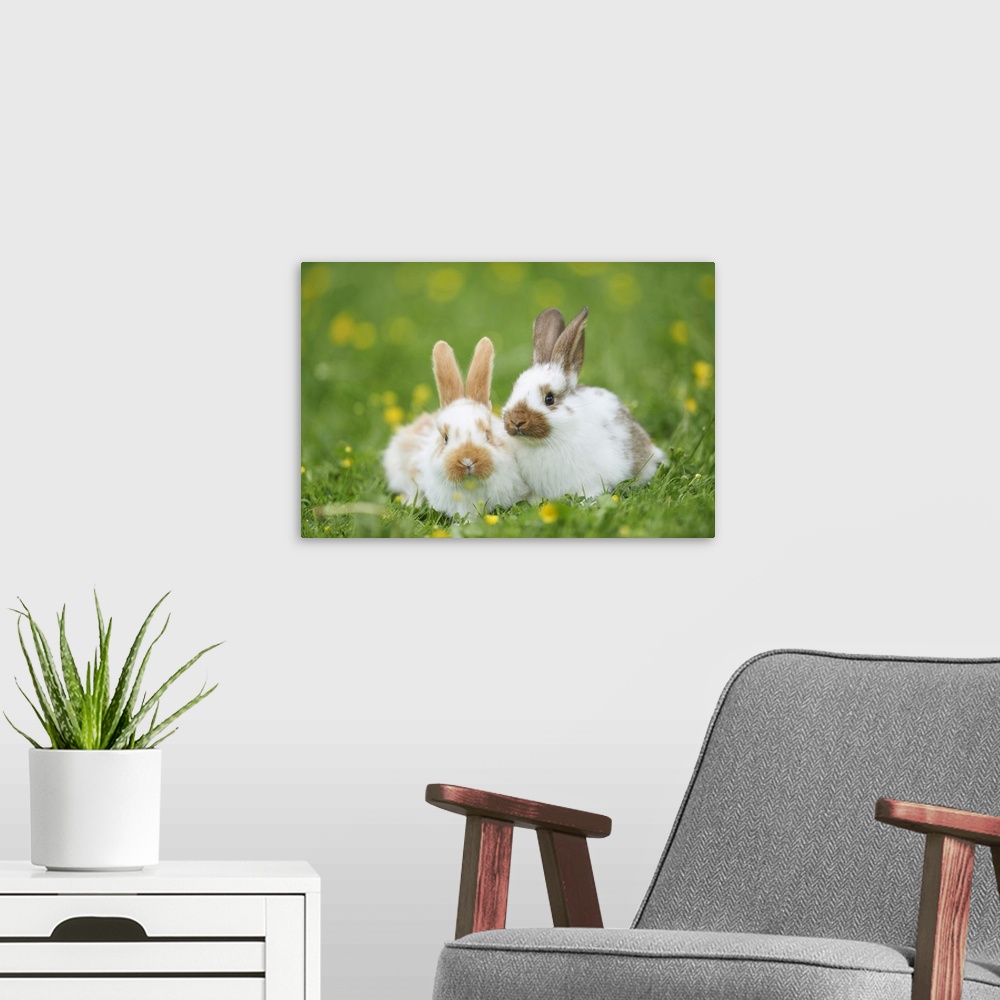 A modern room featuring Two Domestic Rabbits on Meadow in Spring, Upper Palatinate, Bavaria, Germany