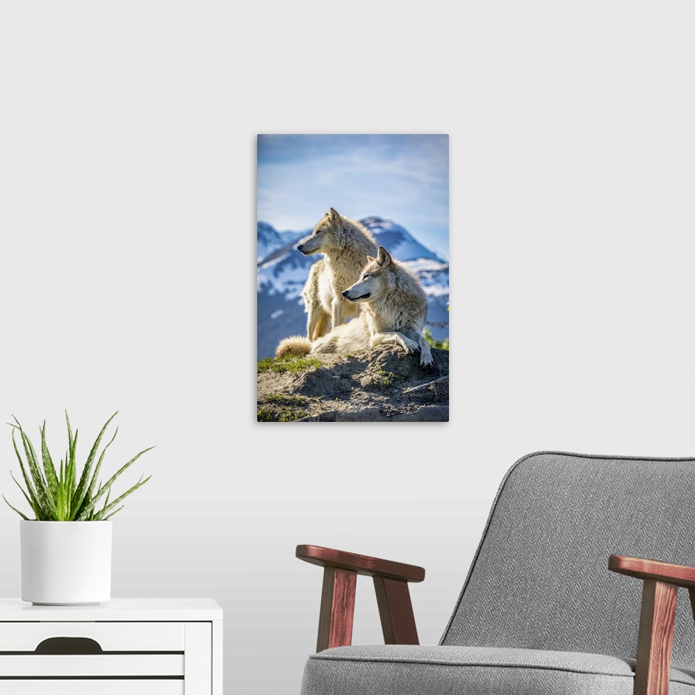 A modern room featuring Two female Gray wolves (Canis lupus) looking out with a mountain in the background, Alaska Wildli...