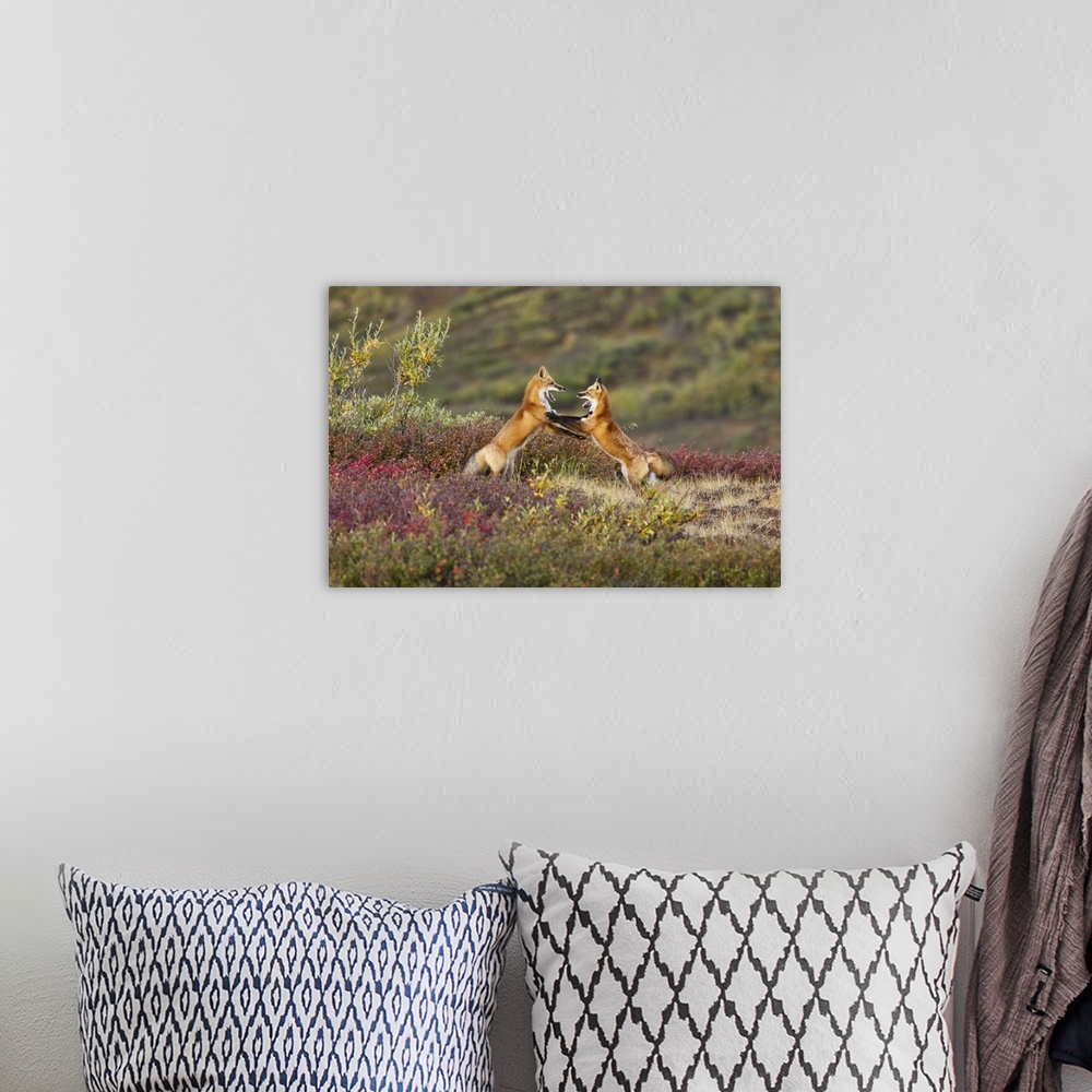 A bohemian room featuring Two Foxes Near The Top Of Polychrome Pass In Denali National Park Play With Each Other, Interior ...