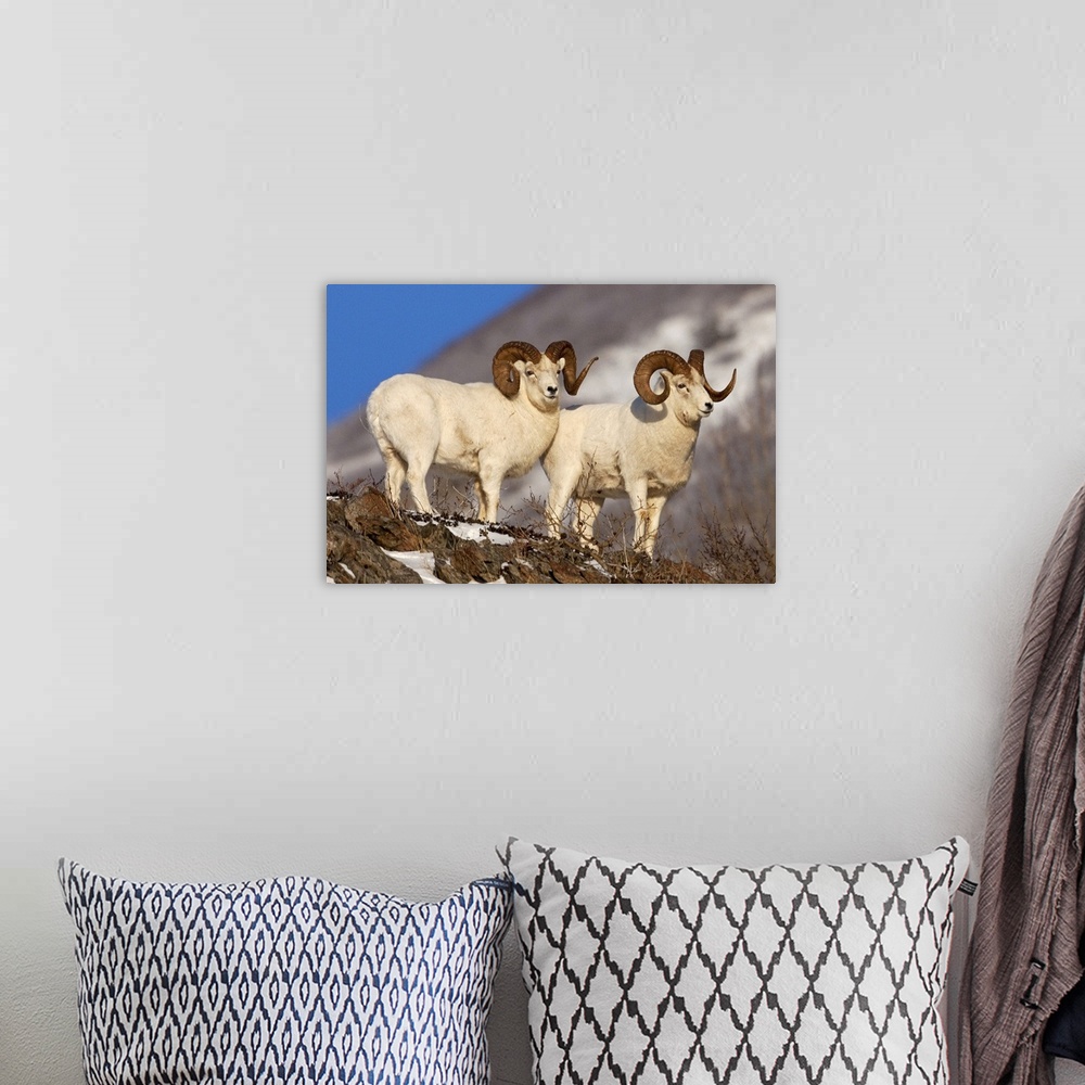 A bohemian room featuring Two full-curl ram Dall Sheep at Windy Point area, Southcentral Alaska