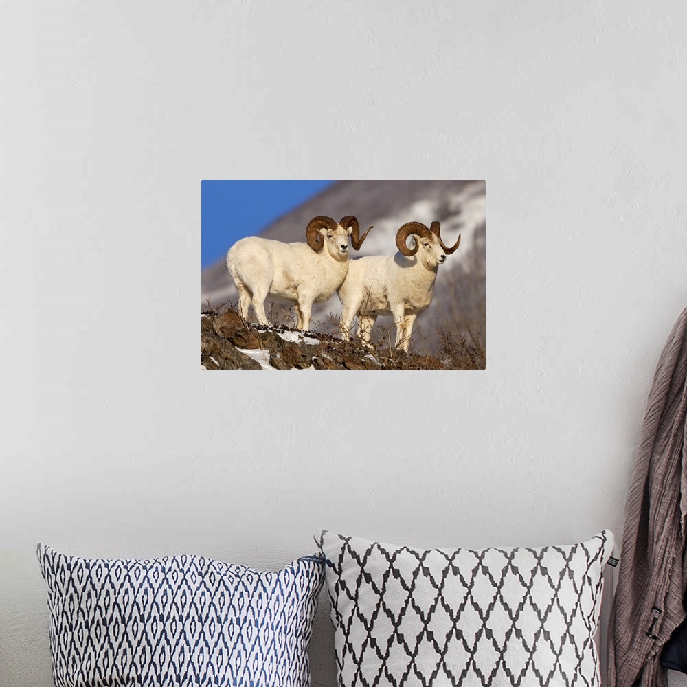 A bohemian room featuring Two full-curl ram Dall Sheep at Windy Point area, Southcentral Alaska
