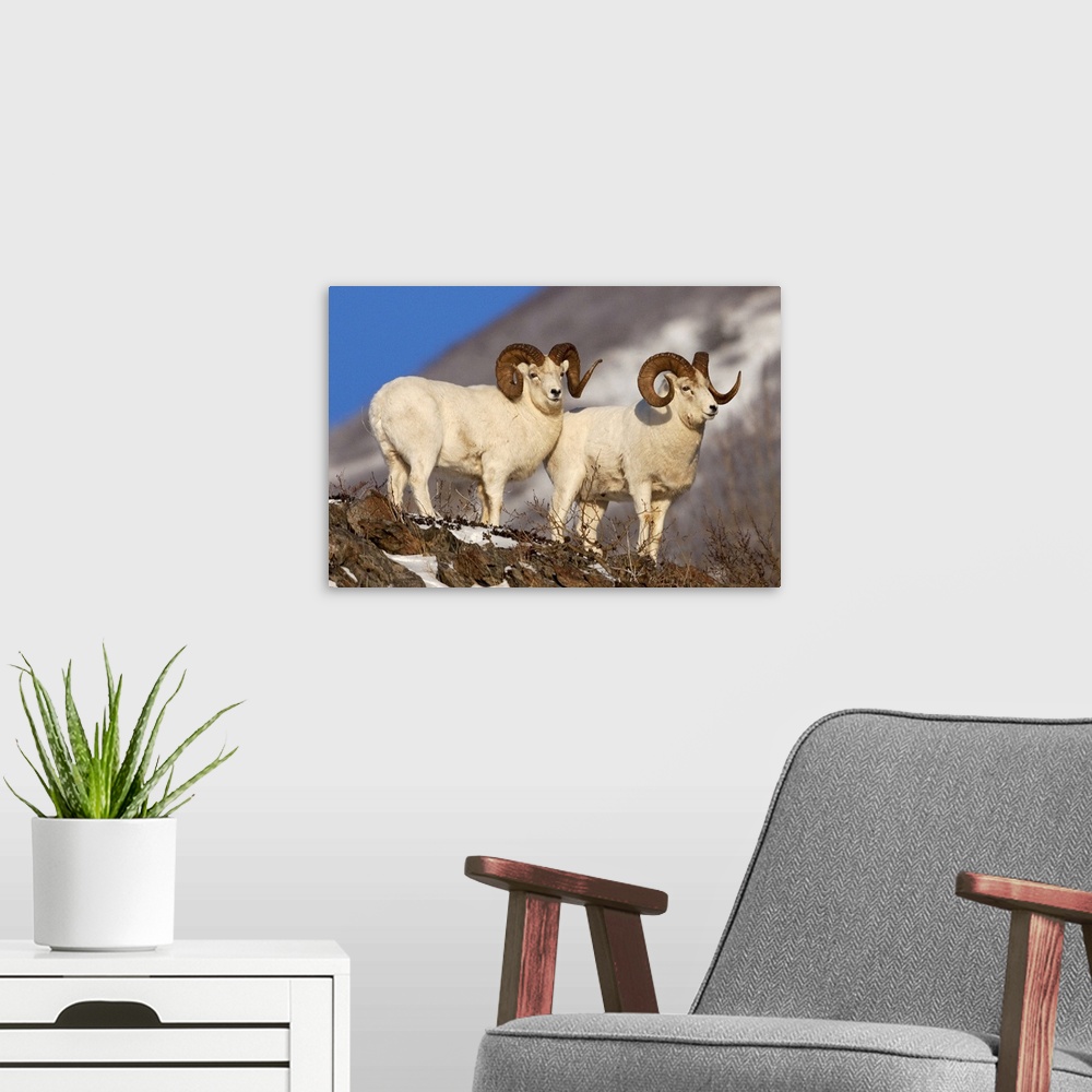 A modern room featuring Two full-curl ram Dall Sheep at Windy Point area, Southcentral Alaska