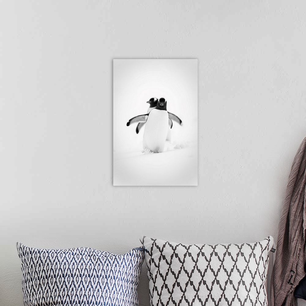 A bohemian room featuring Monochrome image of two gentoo penguins (pygoscelis papua) waddling in line across a snowy slope,...
