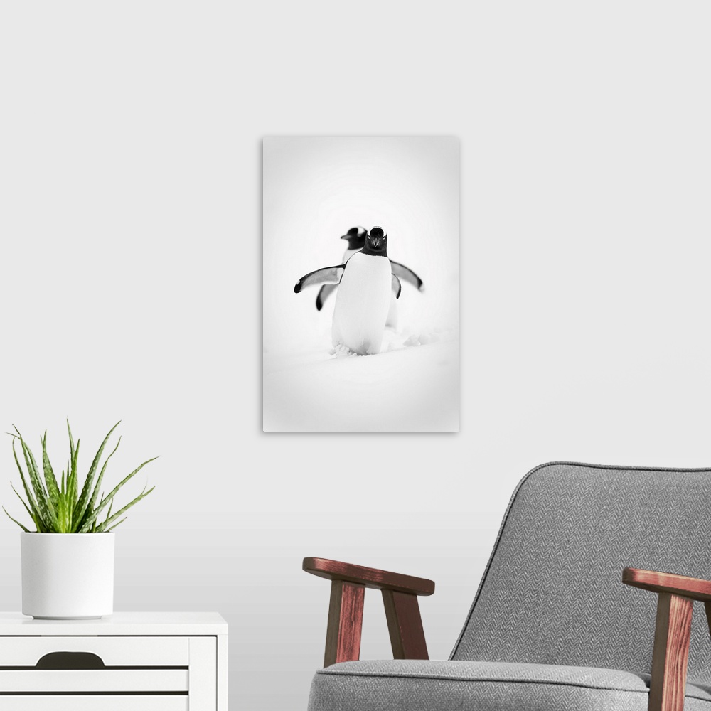 A modern room featuring Monochrome image of two gentoo penguins (pygoscelis papua) waddling in line across a snowy slope,...