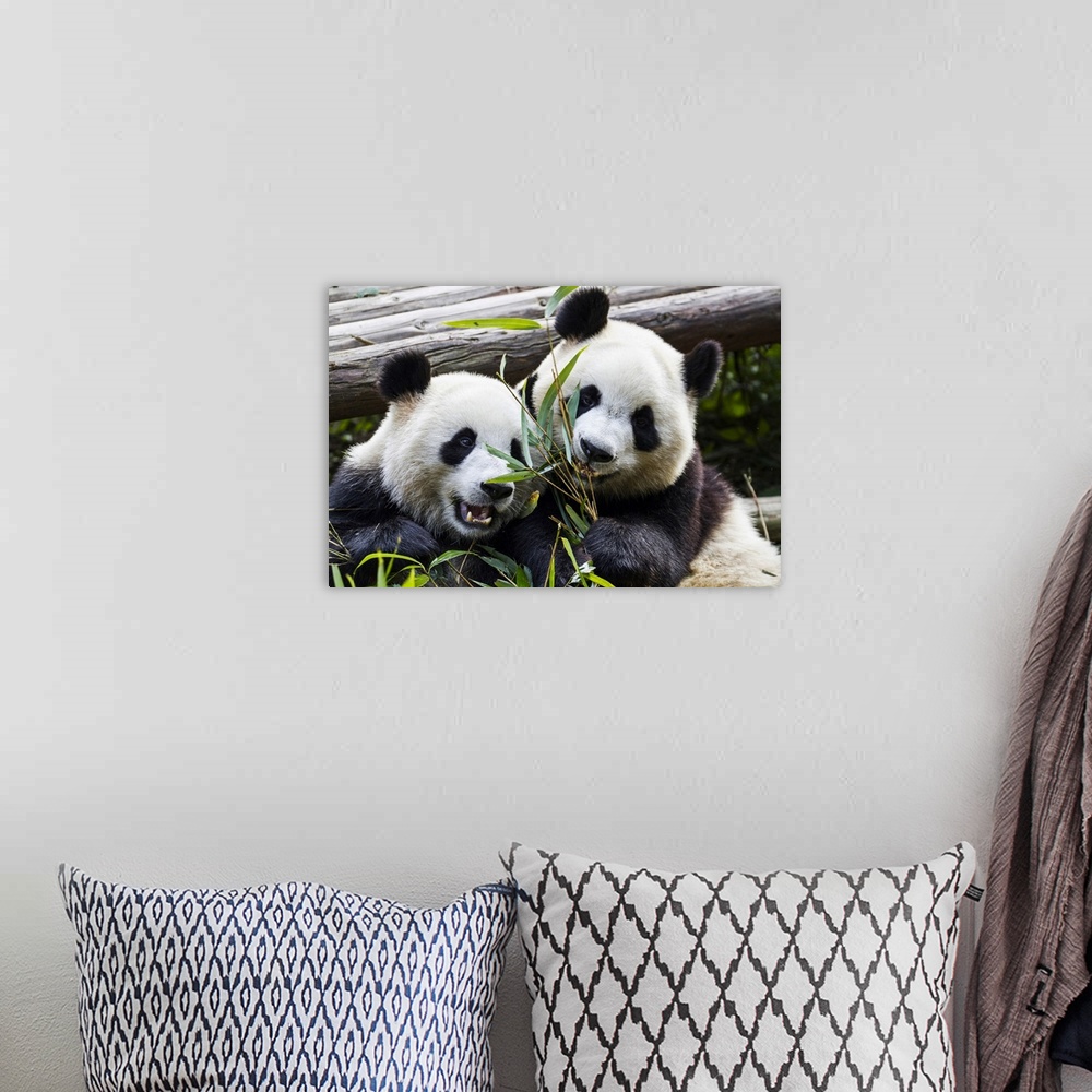 A bohemian room featuring Two giant pandas at the Panda Research Center; Chengdu, China.