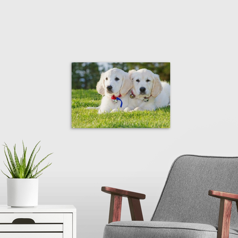 A modern room featuring Two Golden Retriever puppies laying together in park