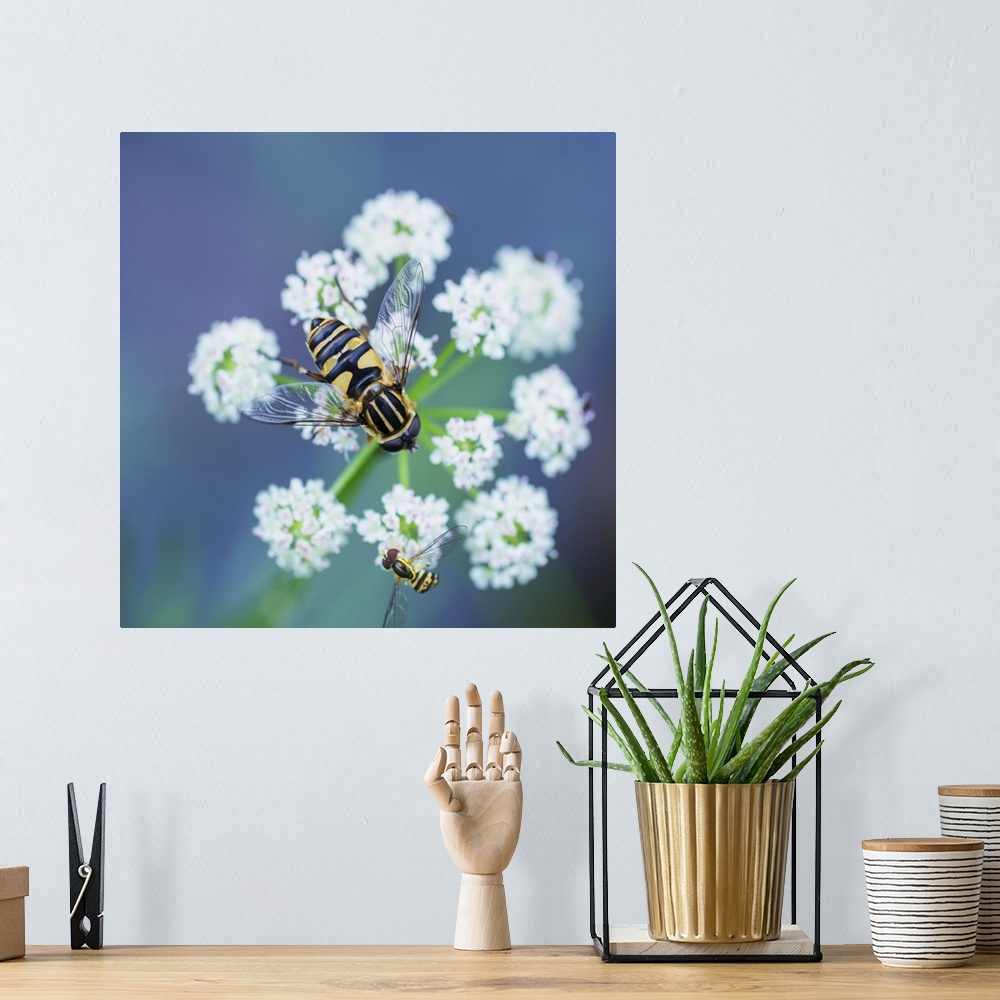 A bohemian room featuring Two hover flies on a white wildflower; Ontario, Canada