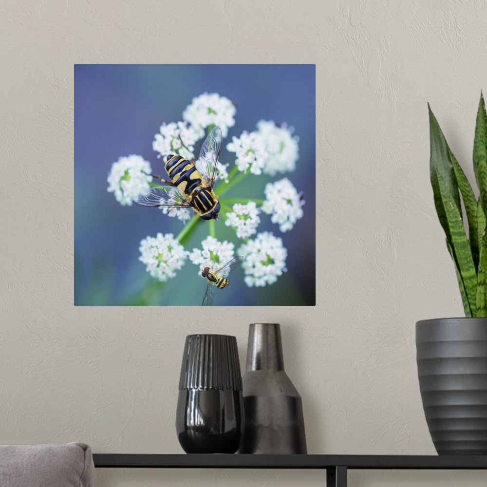 A modern room featuring Two hover flies on a white wildflower; Ontario, Canada