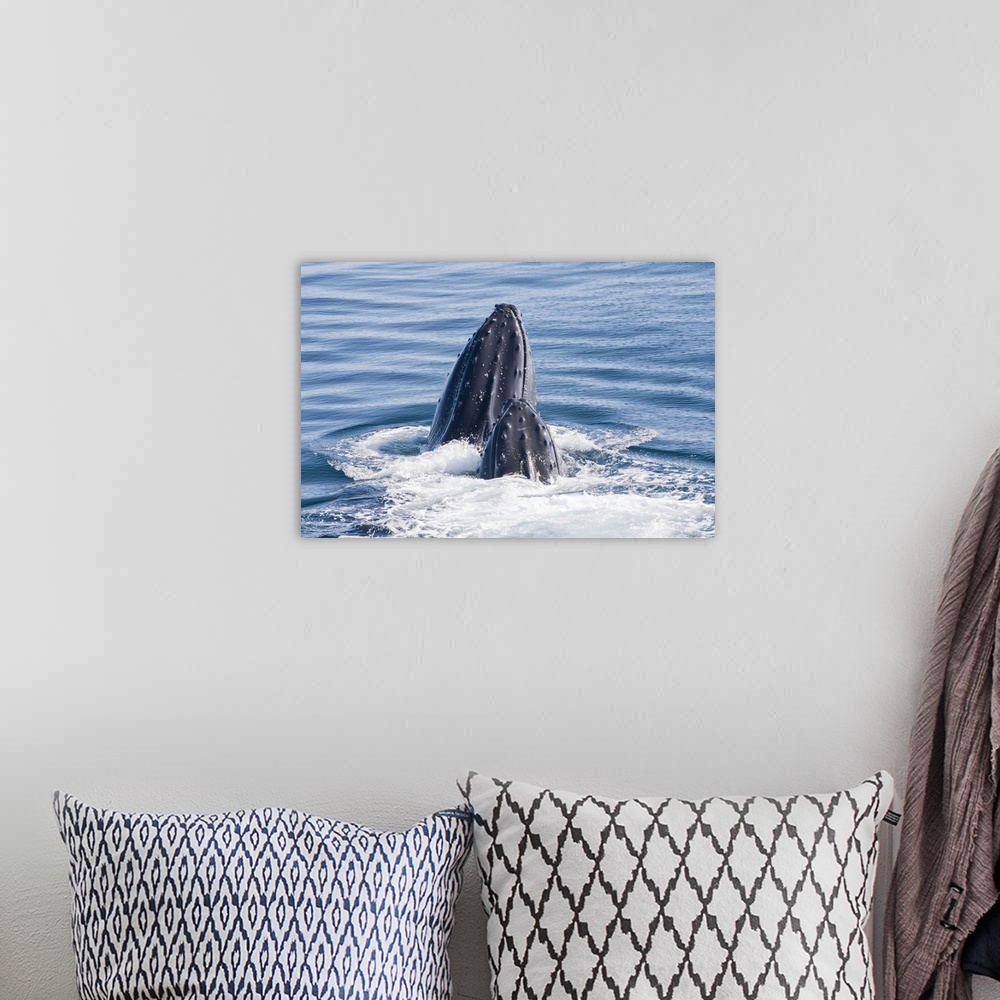 A bohemian room featuring Close-up portrait of two humpback whales (Megaptera novaeangliae) surfacing and splashing in the ...