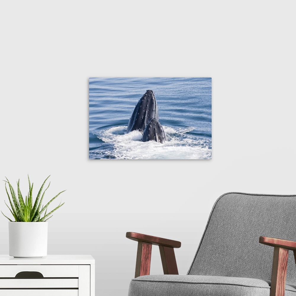 A modern room featuring Close-up portrait of two humpback whales (Megaptera novaeangliae) surfacing and splashing in the ...