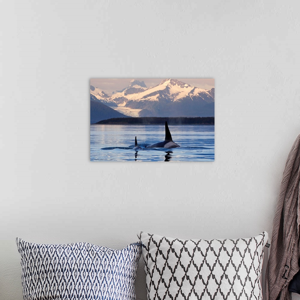 A bohemian room featuring Two Killer whales surface in Lynn Canal at sunset