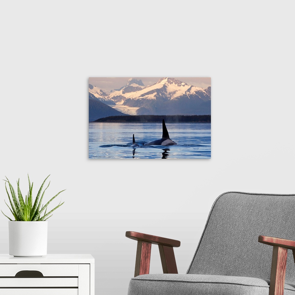A modern room featuring Two Killer whales surface in Lynn Canal at sunset