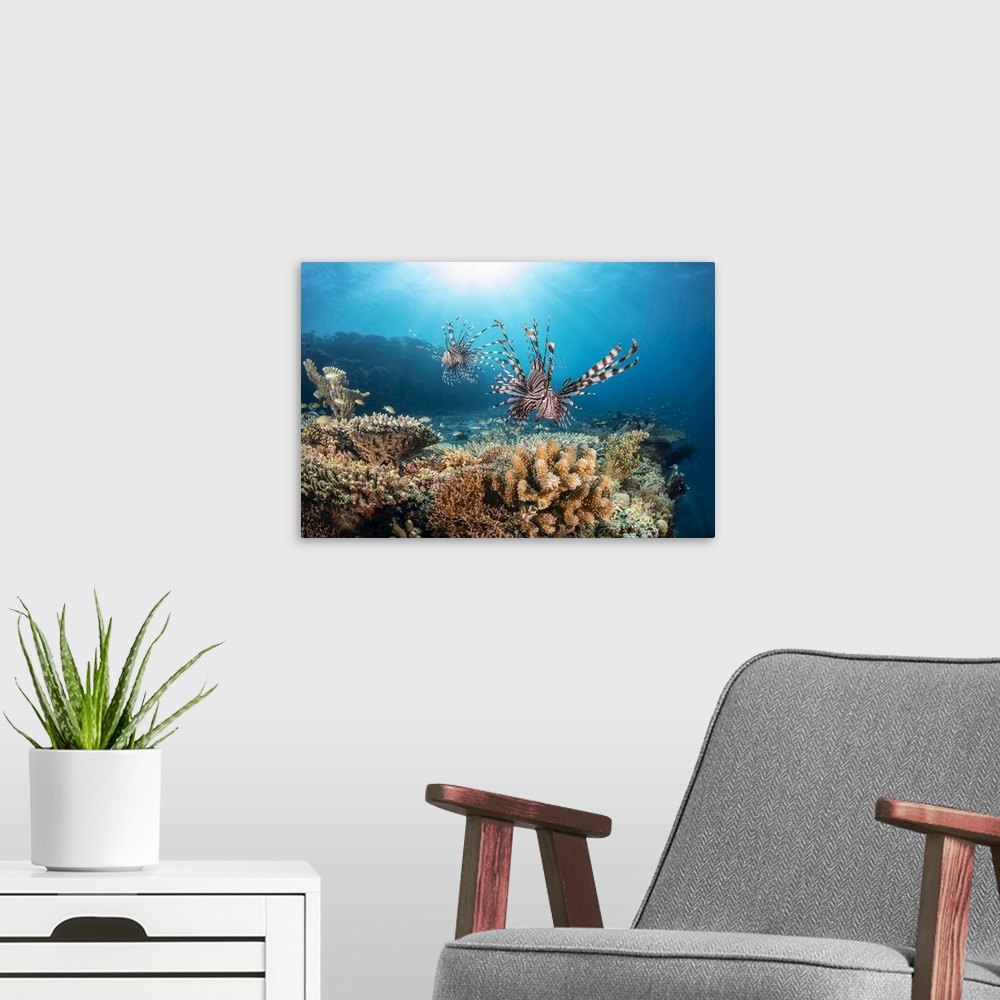 A modern room featuring Two Lionfish (Pterois volitans) search over hard coral for a meal at the edge of a drop off; Phil...