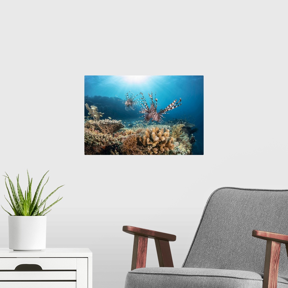 A modern room featuring Two Lionfish (Pterois volitans) search over hard coral for a meal at the edge of a drop off; Phil...